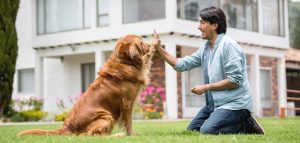 pet smart training