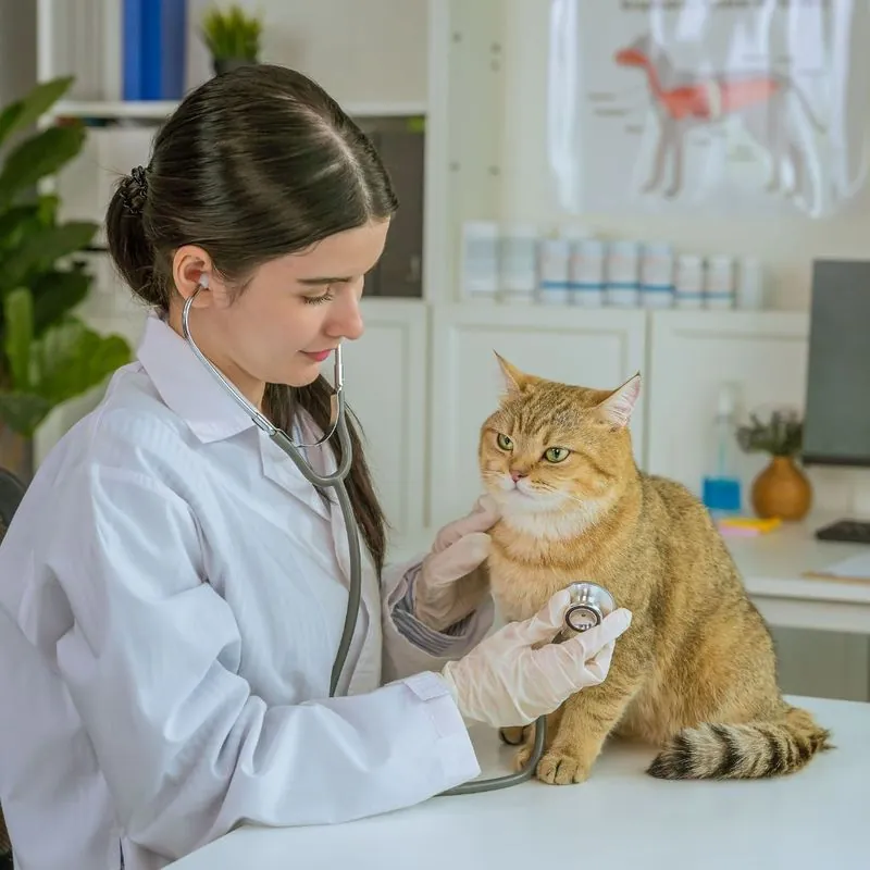 A cat sitting peacefully in a bright home to represent responsible cat care.