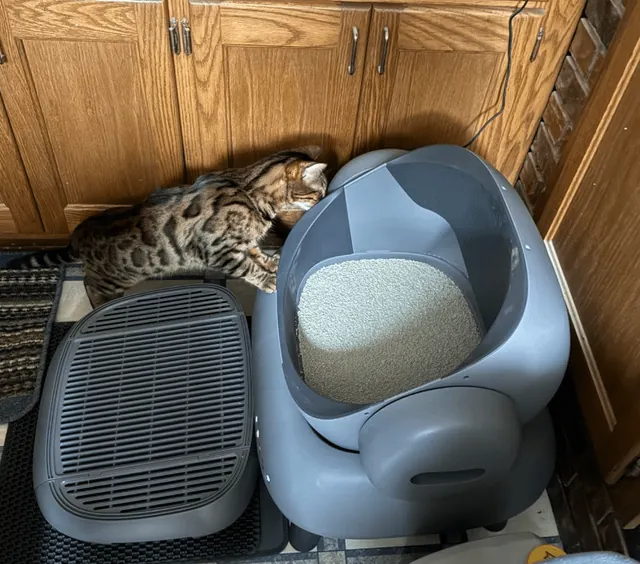 A cat standing near an automatic litter box that has paused for safety.