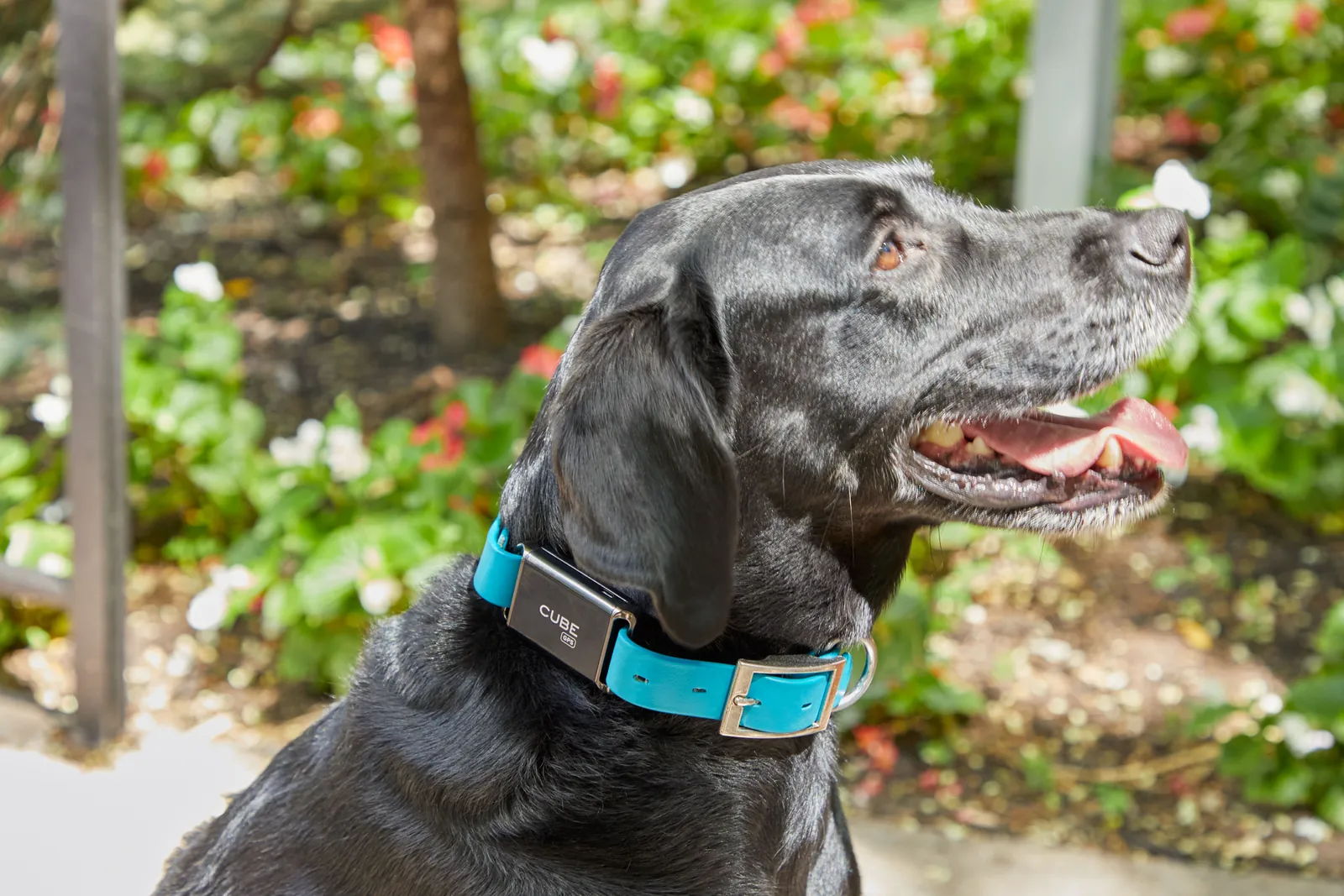 A compact GPS tracker designed to fit comfortably on a small dog collar.