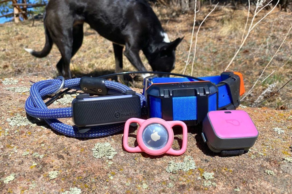 A golden retriever wearing a GPS dog tracker in a sunlit park.