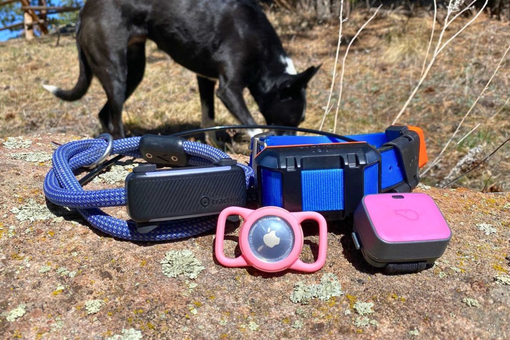 A golden retriever wearing a modern GPS pet tracker in a grassy field.