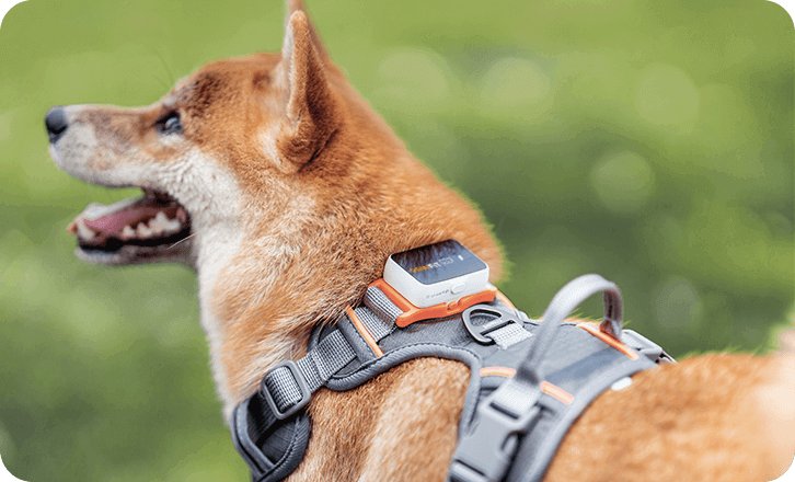 A golden retriever wearing a modern GPS pet tracker in a sunny park.