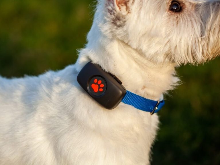 A golden retriever wearing a subscription-free GPS tracker in a sunny field.