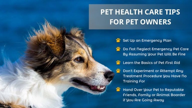 A healthy dog sitting in a bright living room representing essential dog care.