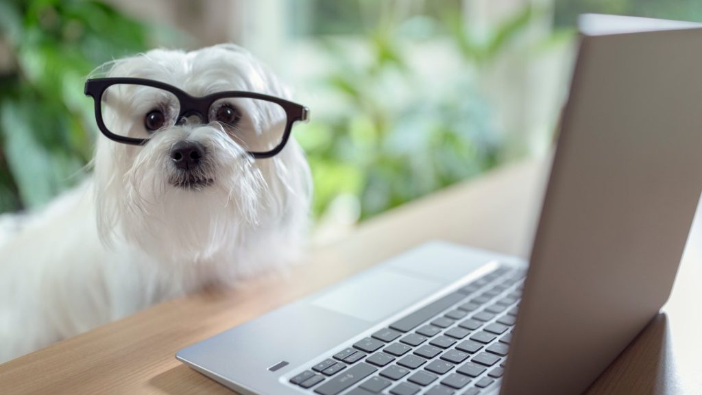 A peaceful living room with modern smart pet technology and a resting dog.