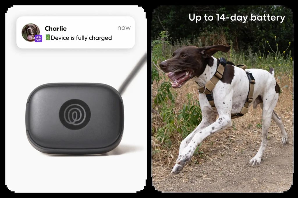 A small dog wearing a lightweight GPS tracker while standing in a park.