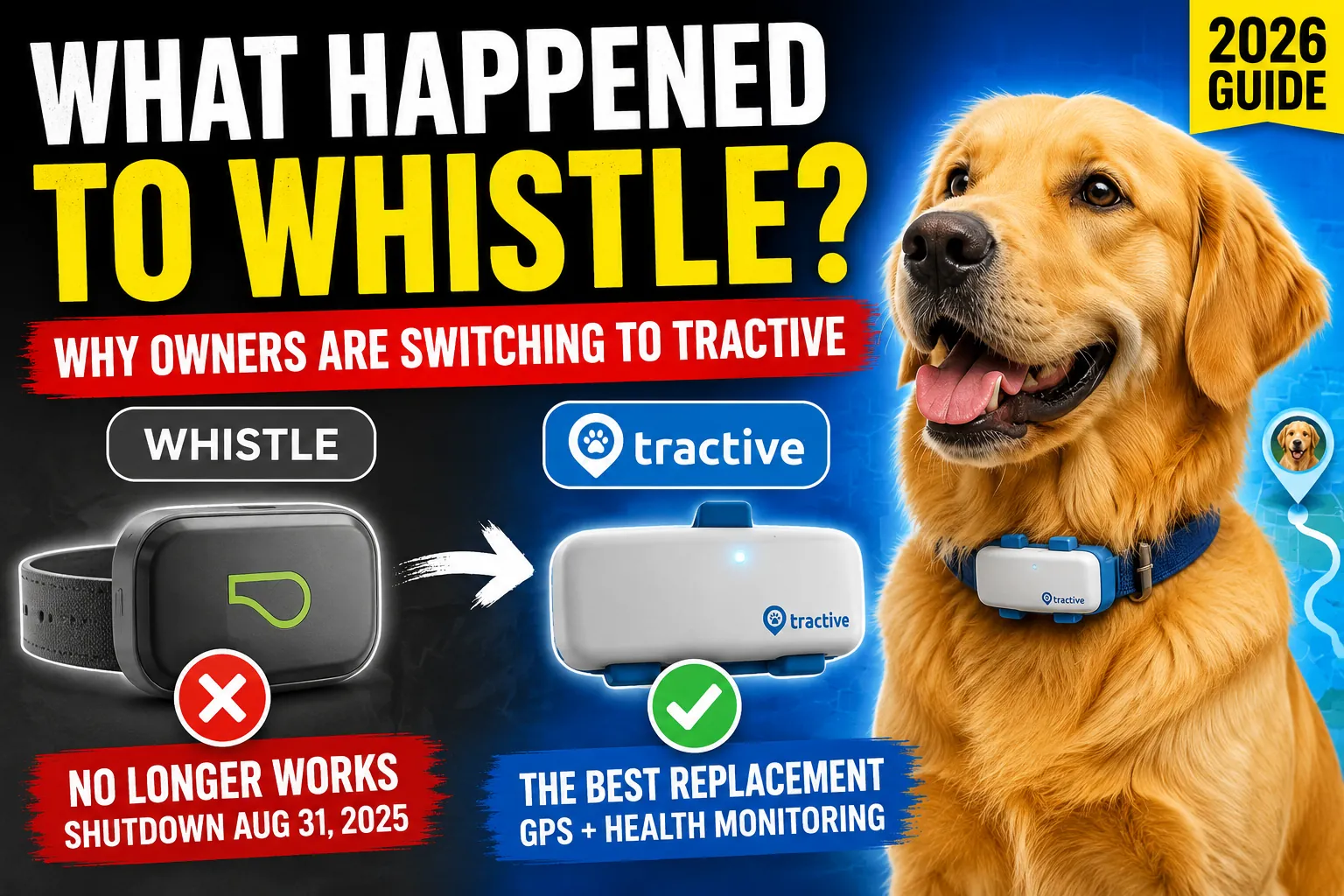 A small dog wearing a waterproof tracker while walking through water.