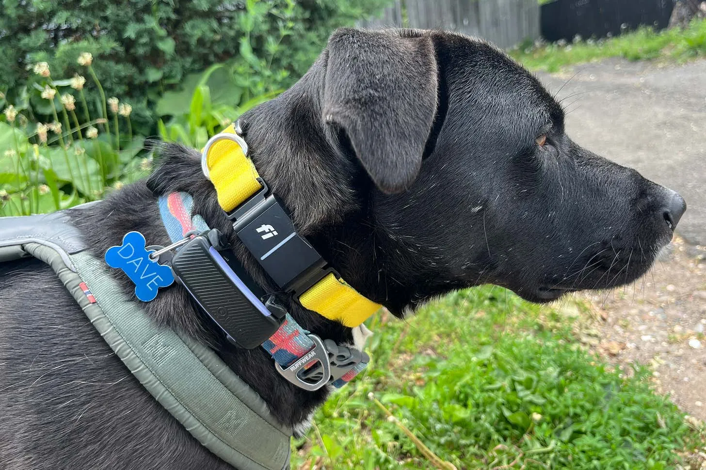 A smartphone showing a pet tracking app interface beside a small dog harness.